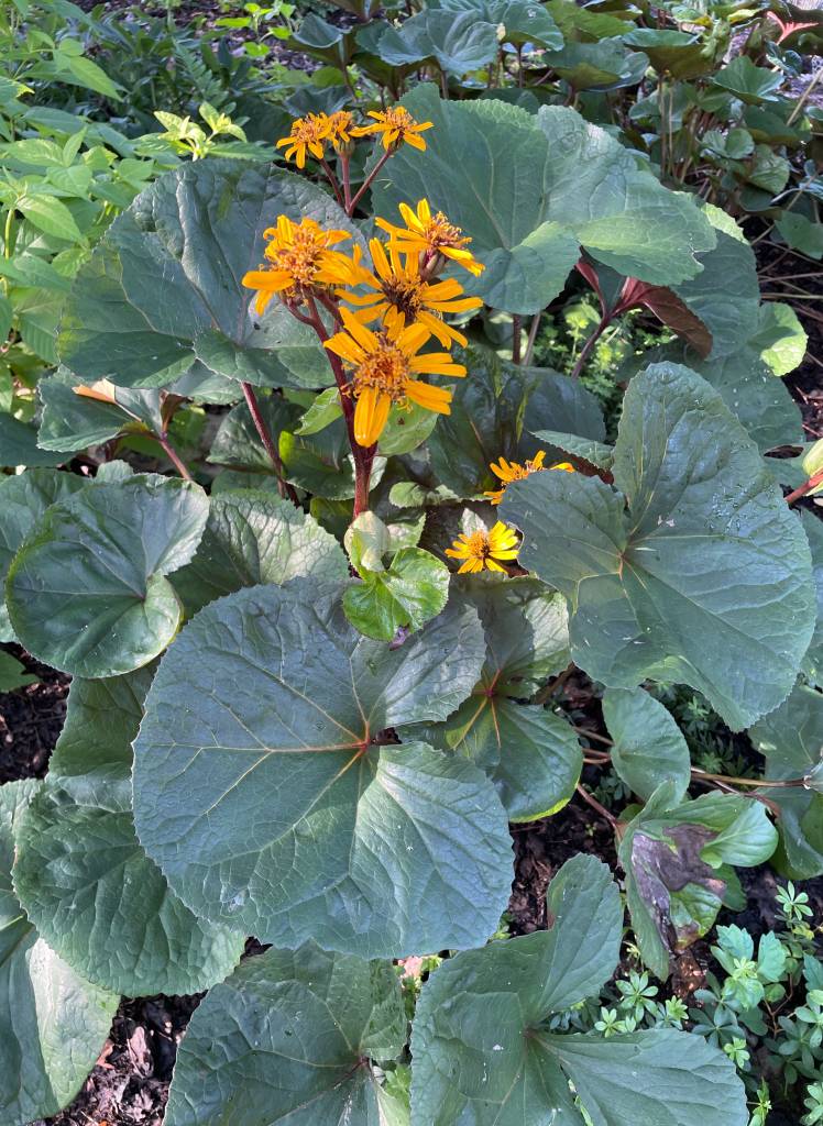 Plant name: Leopard Plant Ligularia dentata 